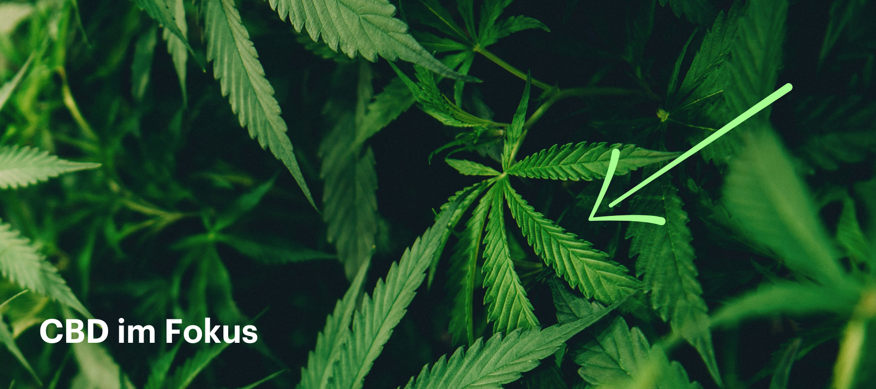 Was ist CBD – und wie wirkt es?