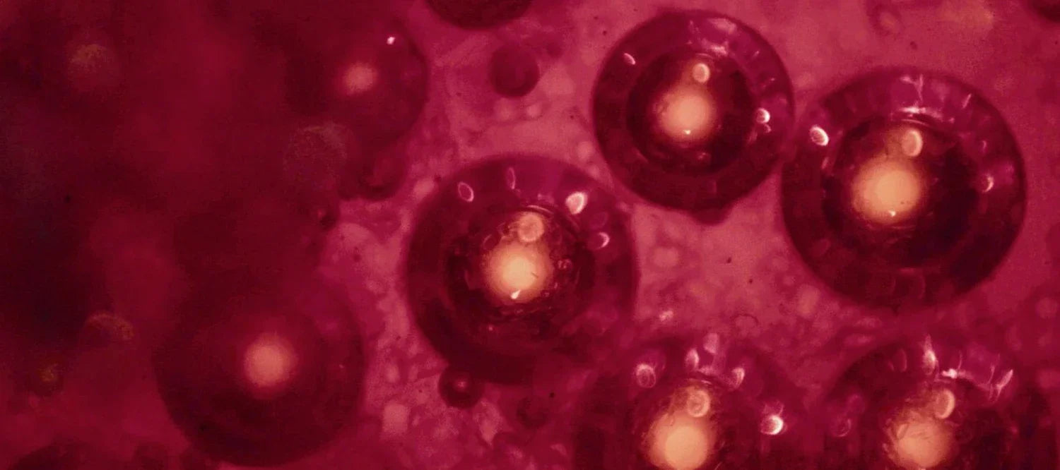 Rote Blässchen